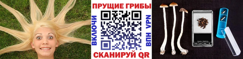 Псилоцибиновые грибы Psilocybe  где найти наркотики  omg ссылка  Волоколамск 